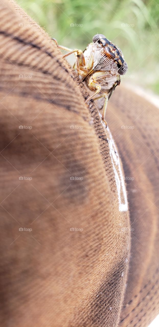 a cicada on a sunbleached ball cap.