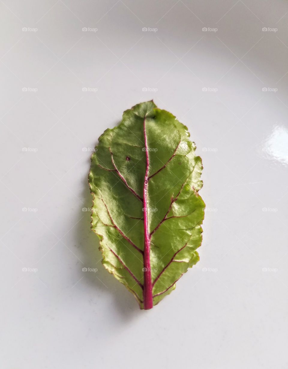 Single green salad leaf / healthy diet