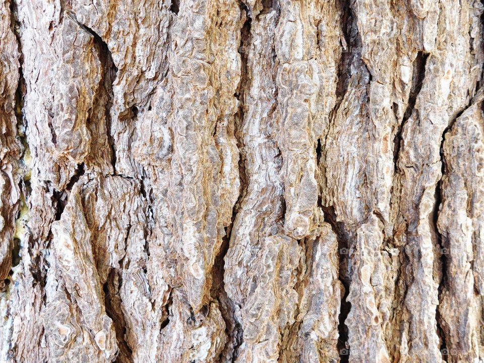 texture of tree trunk