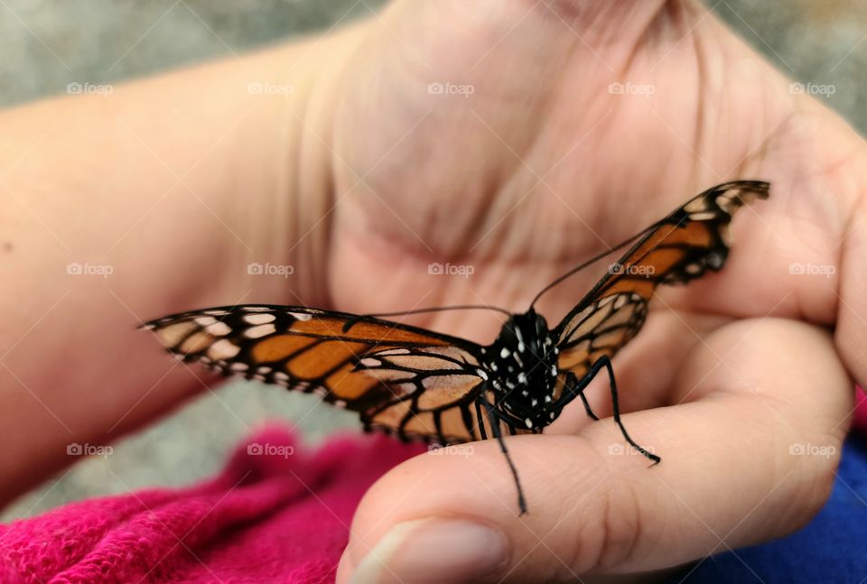 Monarch Butterfly - Mariposa Monarch