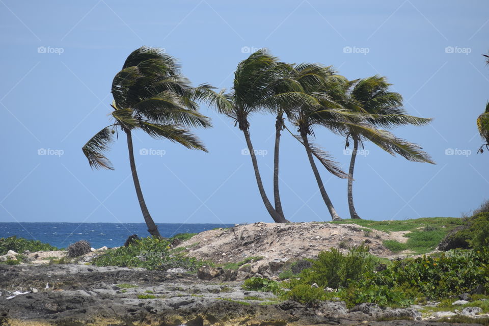 Palm trees swaying through the wind!