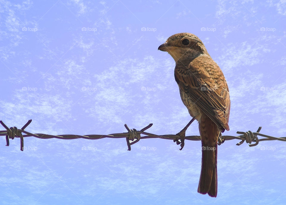 Red-Backed Shrike