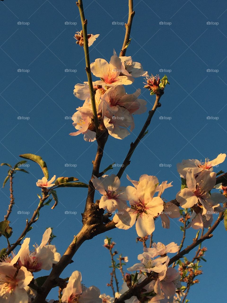 Golden hour on blooming cherry tree