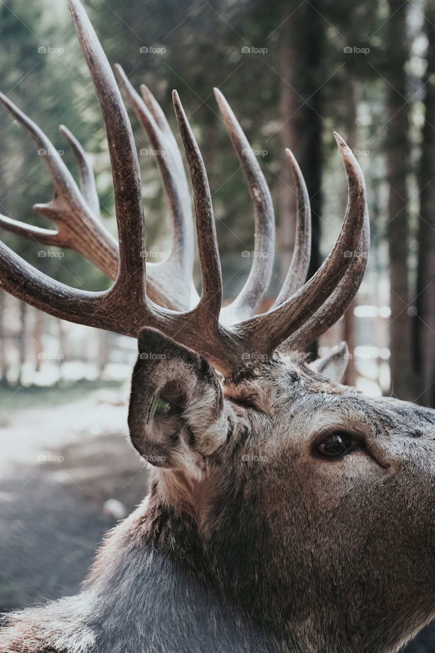 deer portrait