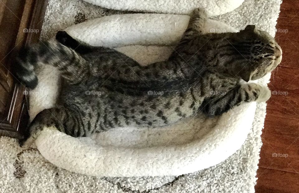 Tiger sleeping funny