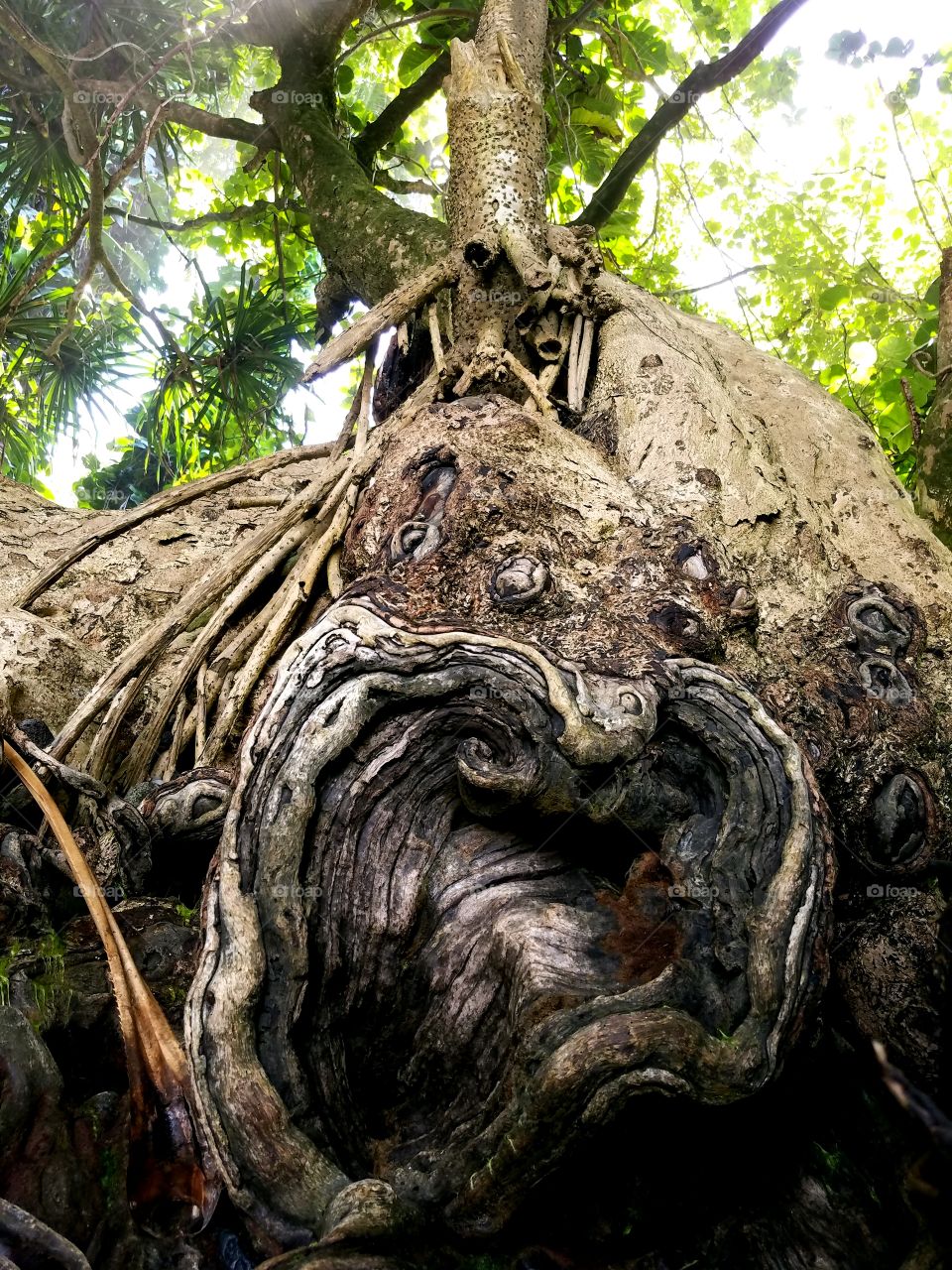 Tree, Wood, Nature, No Person, Old