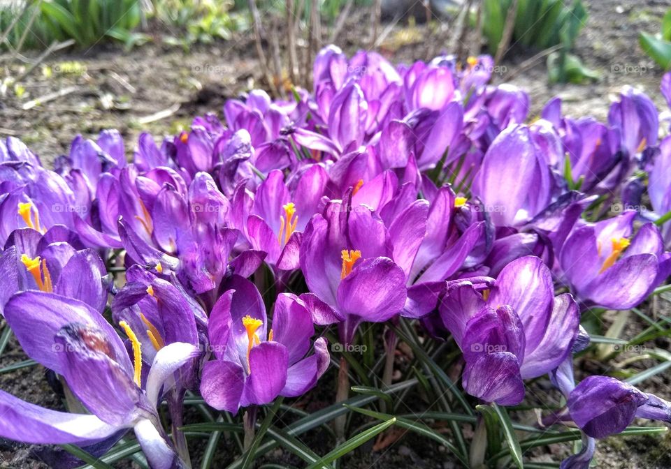 purple crocuses flowers spring nature