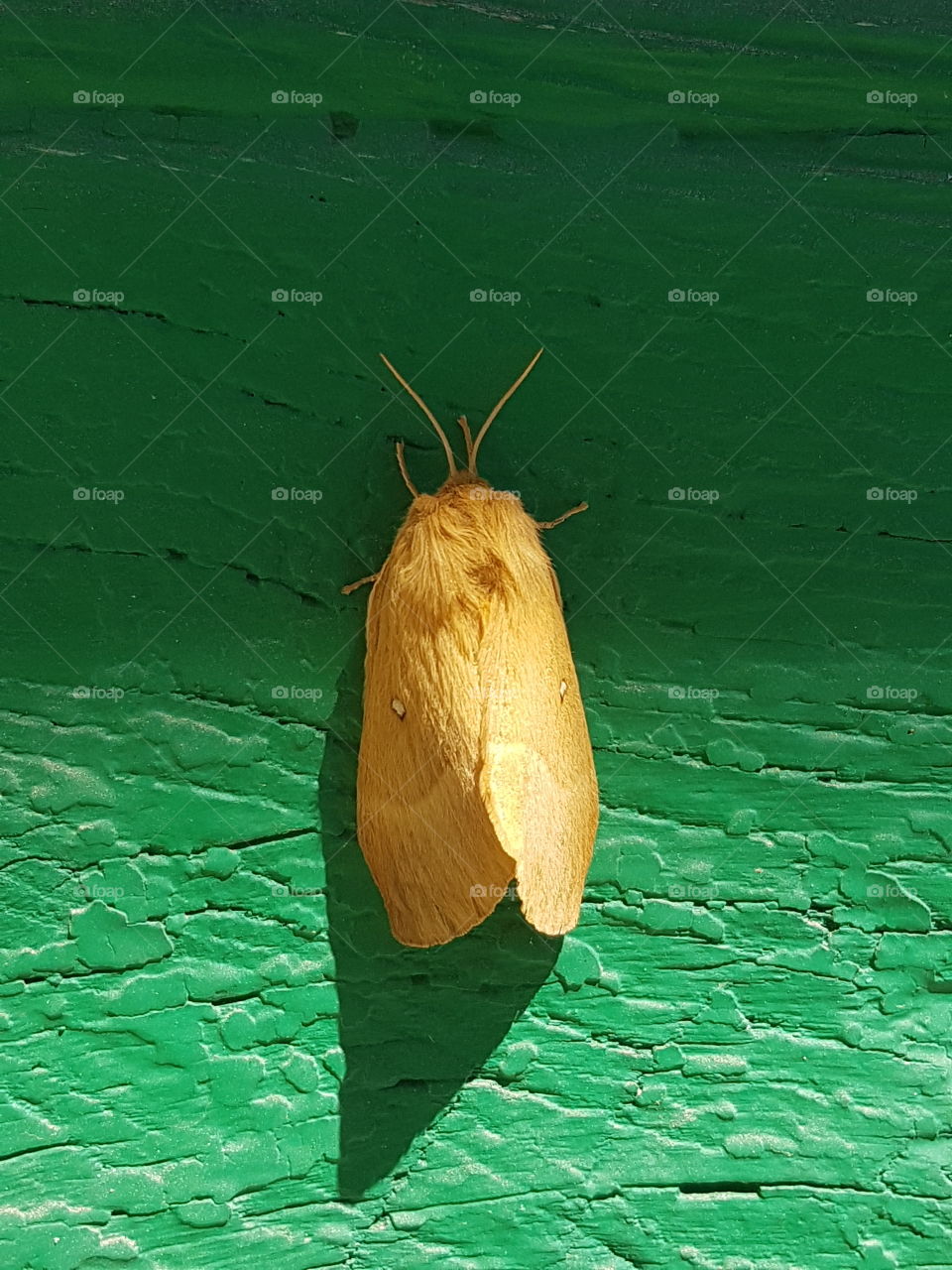 Beautiful yellow moth laid on a green wood door