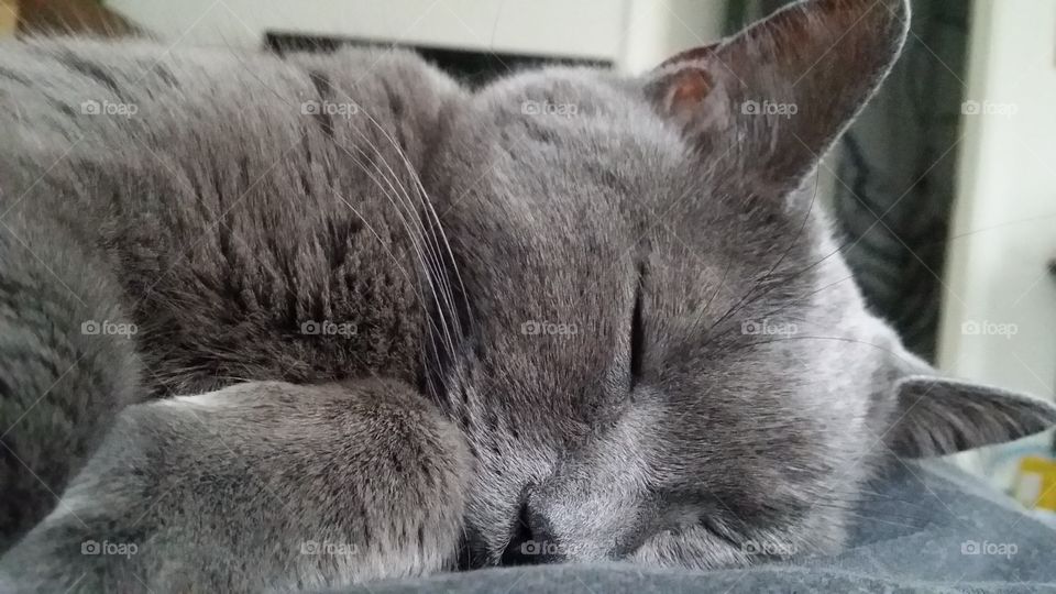 Sleepy. I wish I could relax this hard.