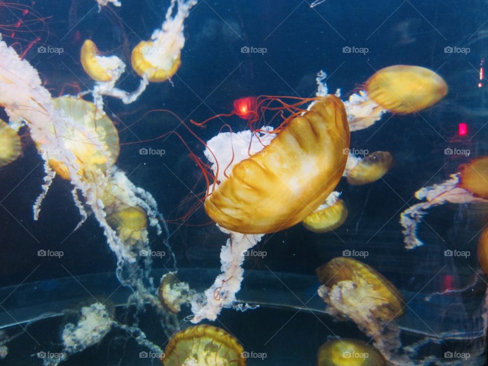 Jellyfish