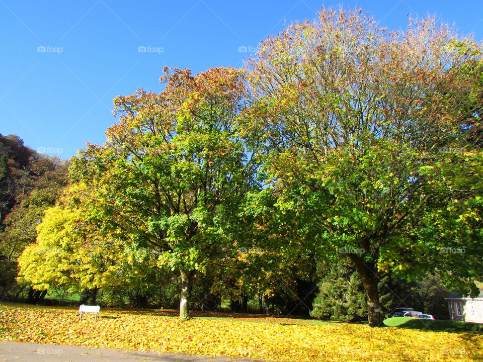 gorgeous autumnal coloured maple leaves cover the ground