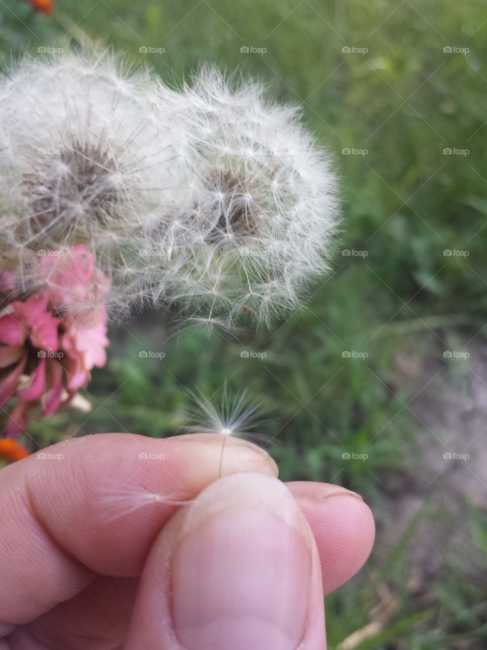 Handful of Wishes
