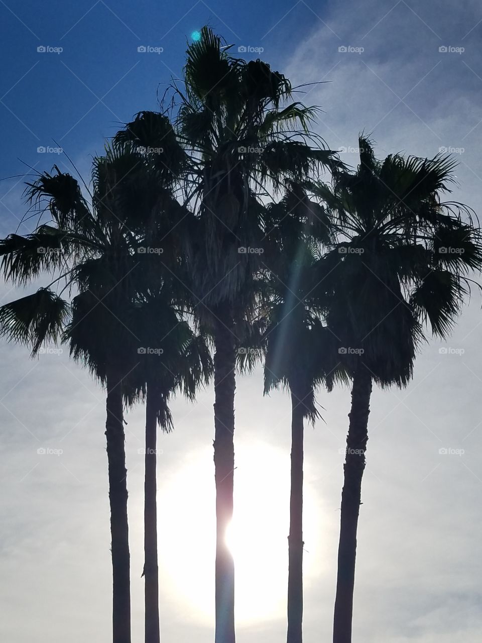 sunrise between palm Trees