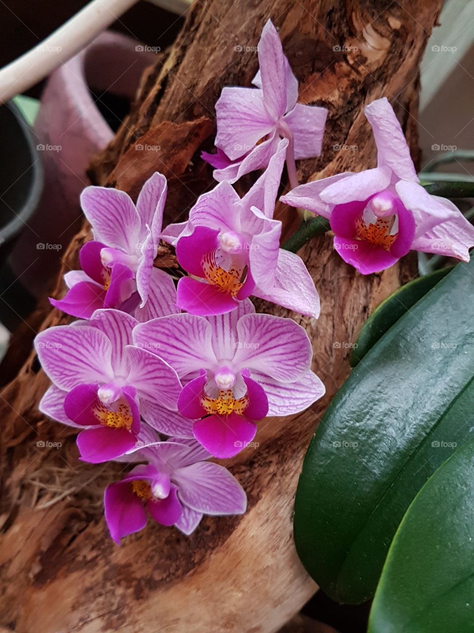 Schöne Orchidee