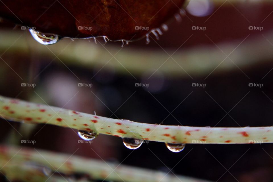 Three drops on a stem