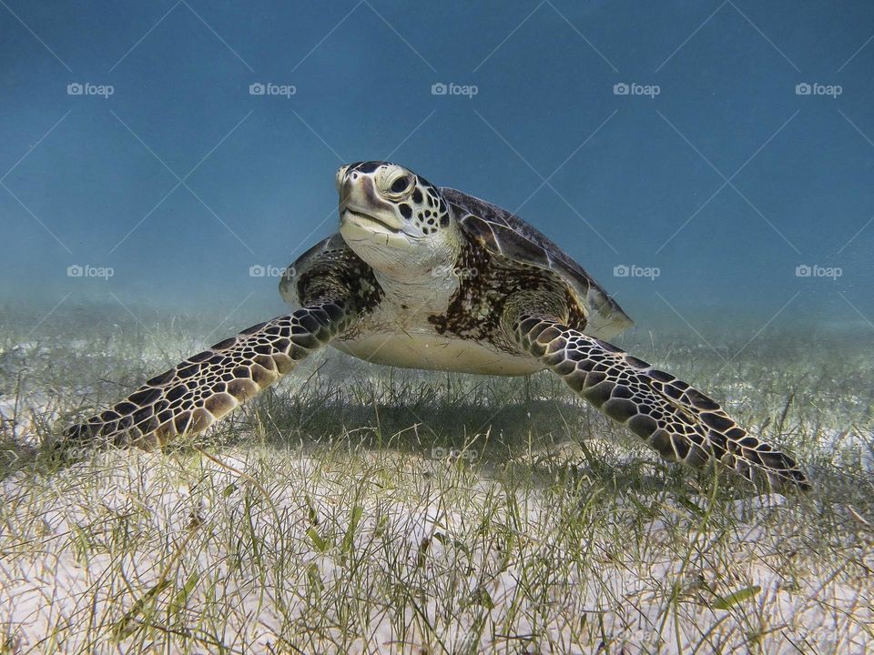 sea ​​turtle at the bottom of the sea captured from the front