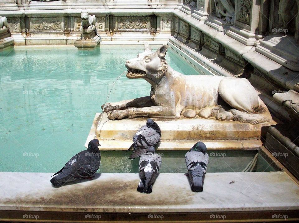 pigeons resting along a sculpted fountain