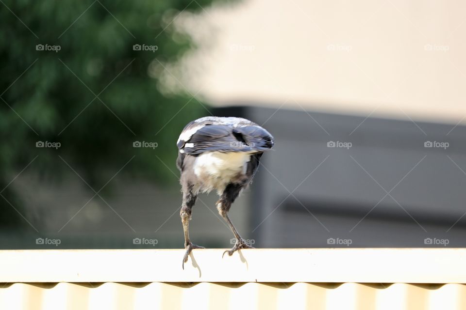 Backside of a young magpie bird on a metal fence 