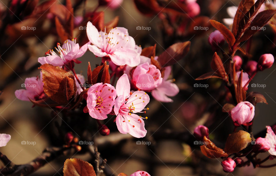 pink blooming tree branch