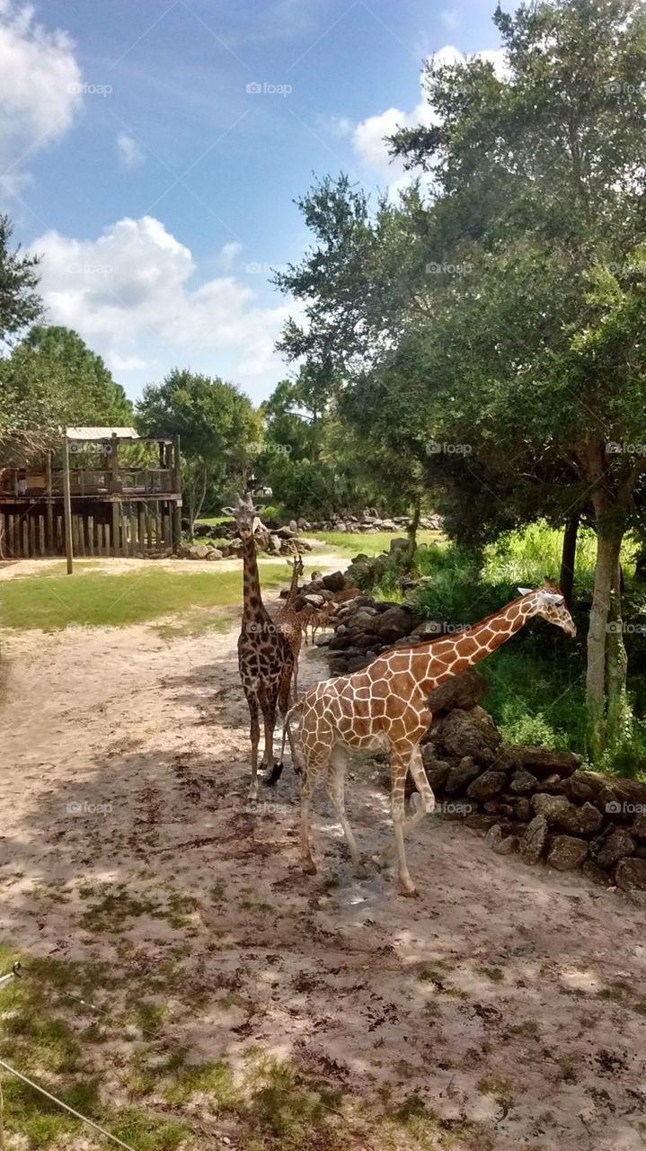 giraffes. Brevard Zoo