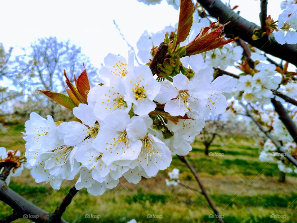 Preciosas flores del cerezo