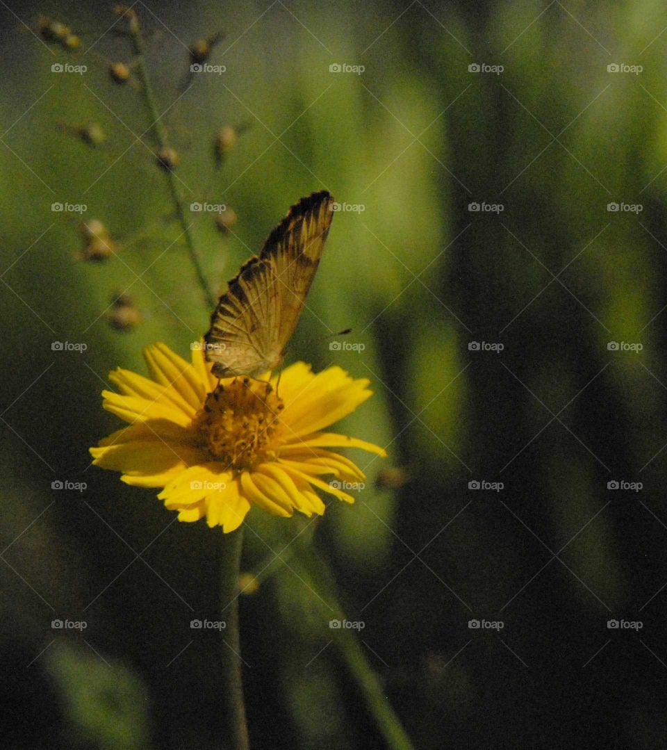 The Black and yellow butterfly on the yellow flower