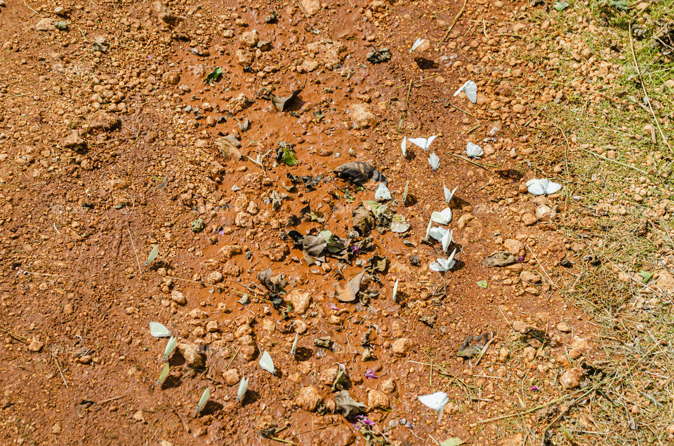 Butterflies On The Ground