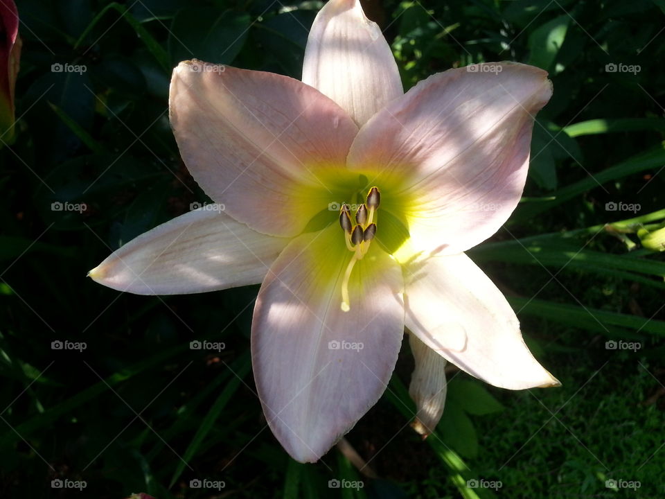 Pinkish White Daylily in the Summer Sunlight
