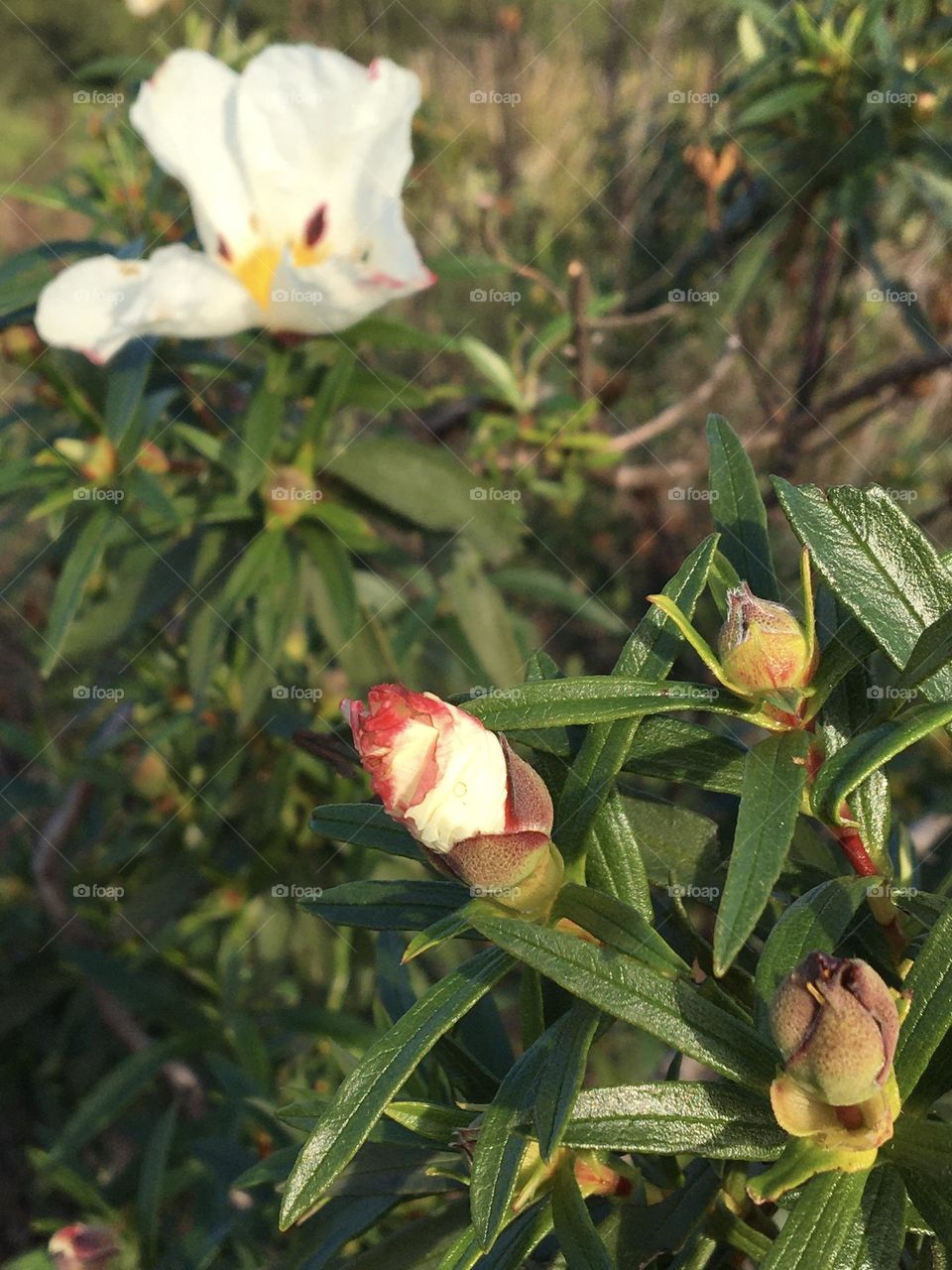 Bud of Cistea 