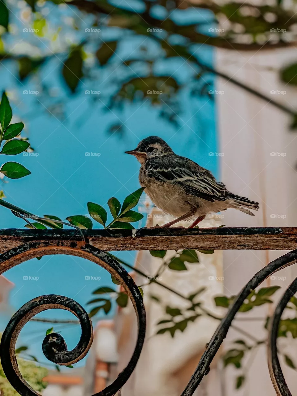 Sparrow 
