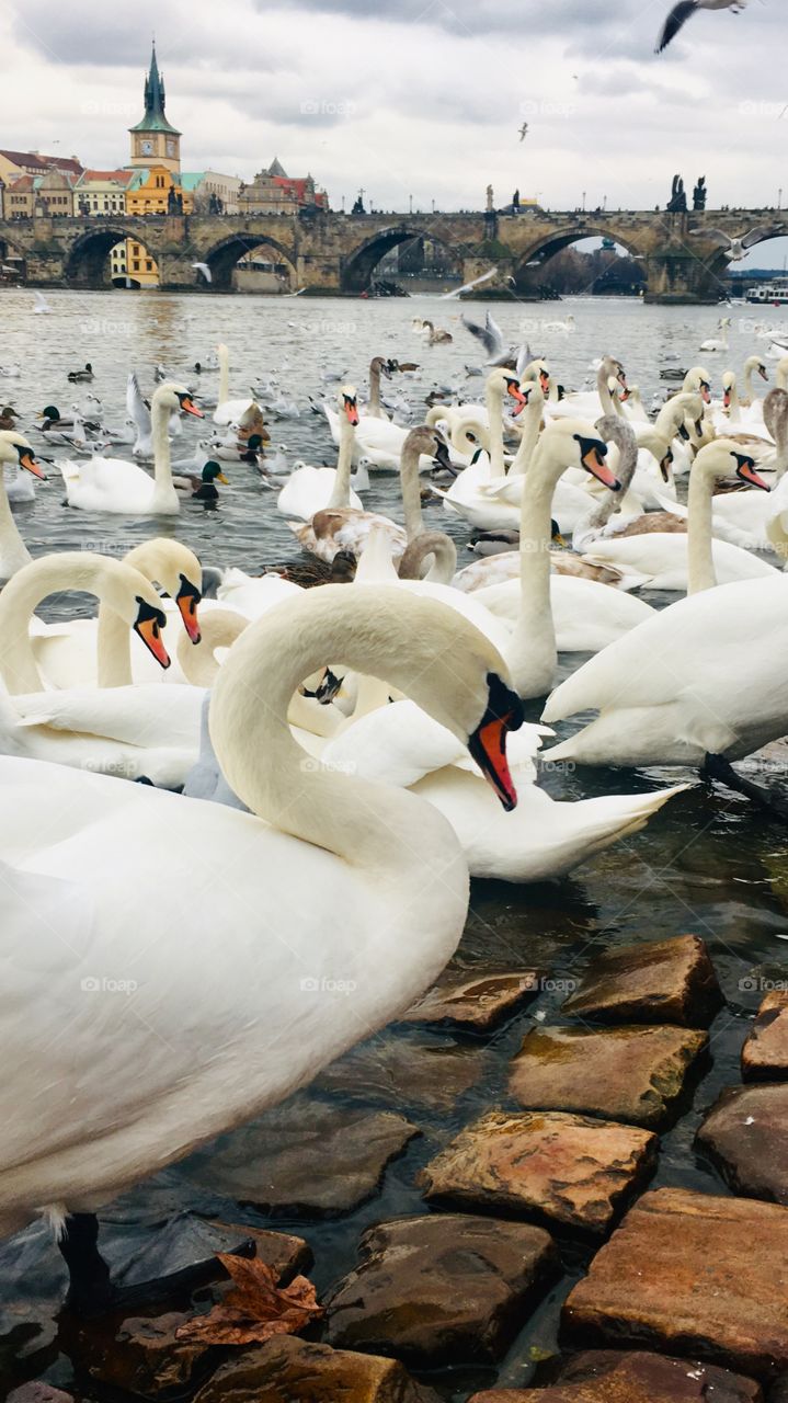 Swan lake Vltava, Prague, Czech Republic. My travelblog goals!🌊 🦢