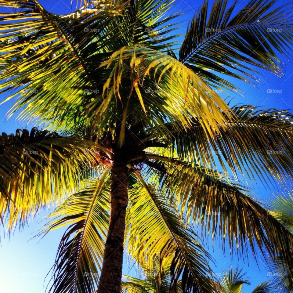 Looking up at a palm tree 