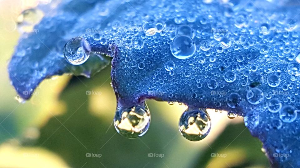 Dewdrops on the leaf.