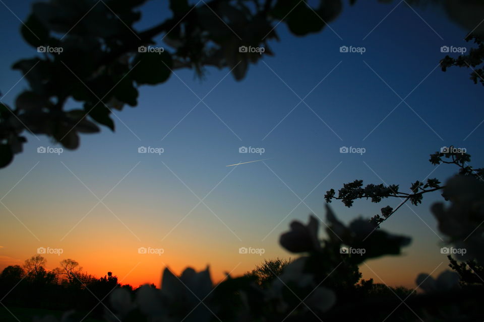 Sunset through the Apple Tree Branches 