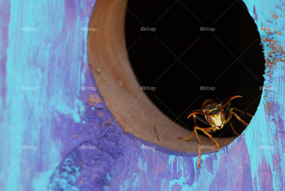 Wasp sitting at the entrance of a birdhouse