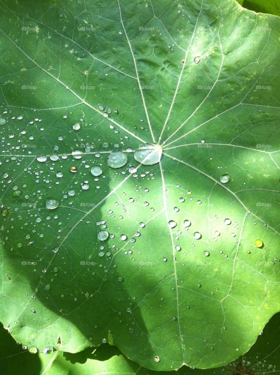 Raindrops 