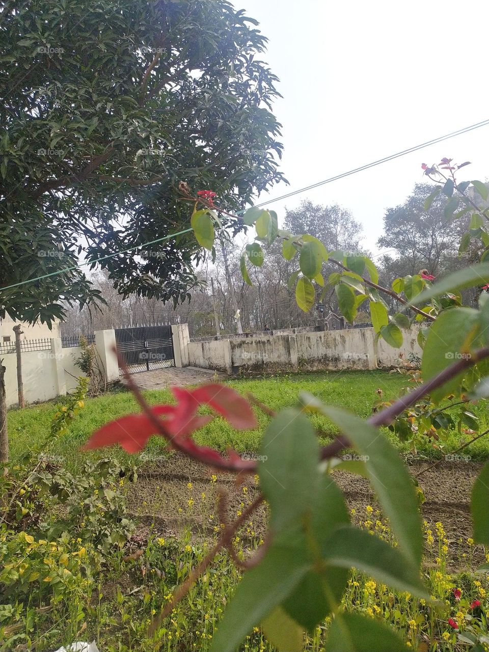 Colours of nature in winter