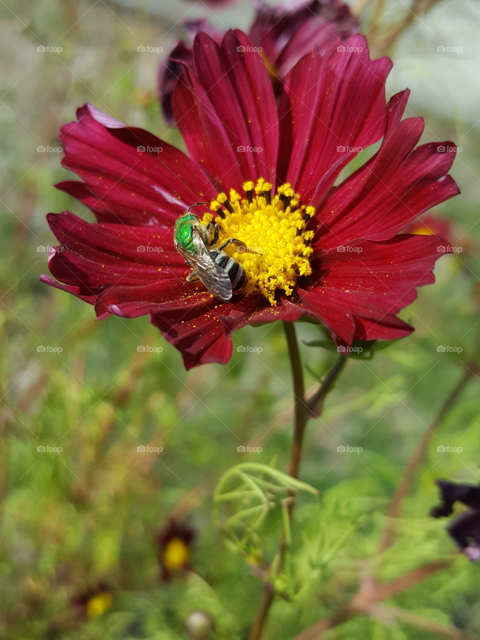 bee in flower