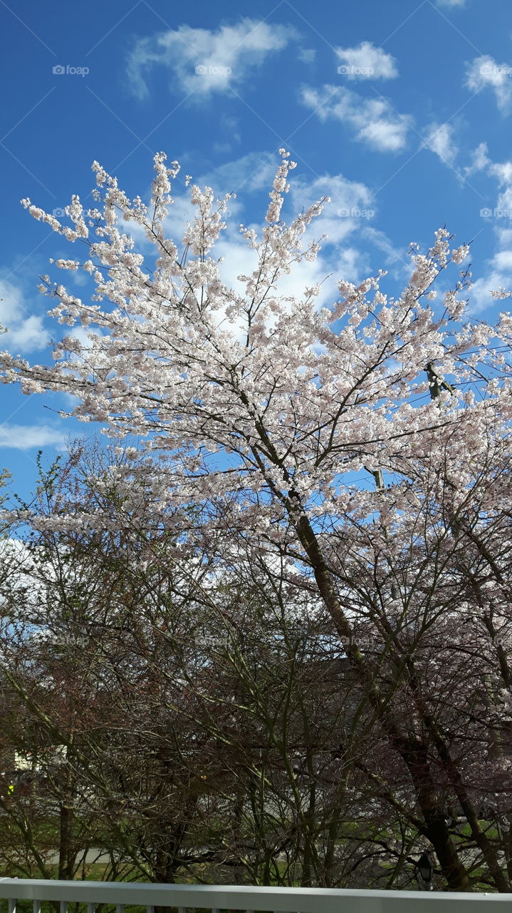 high up white cherry blossoms