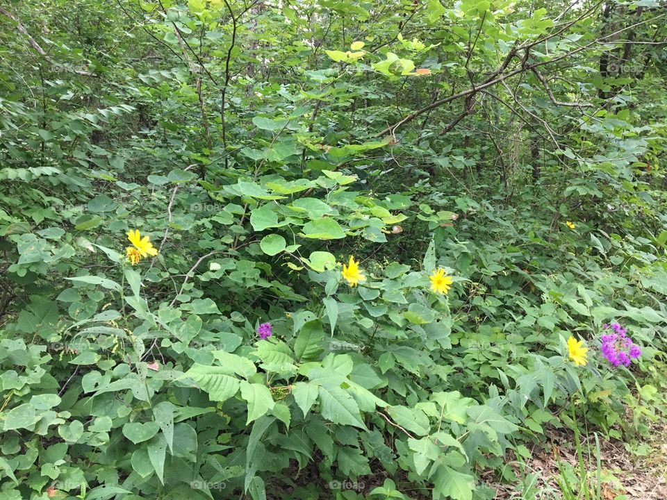 Wildflowers 