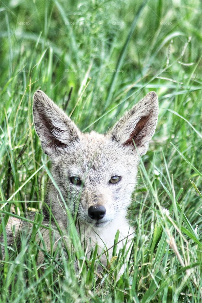 young black backed jackal