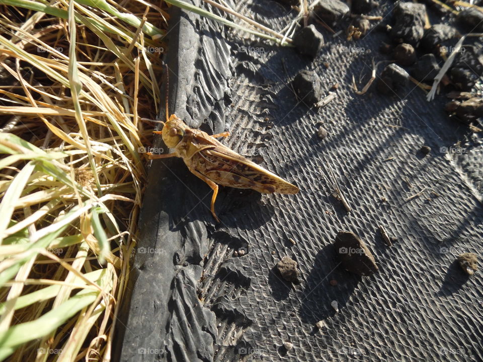 Mr hopper. This is a picture of a grasshopper that I photoed while out walking 🚶 🏃 🔥 💨 this morning near Graham Texas