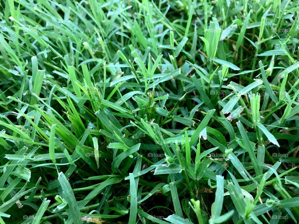 Grass texture