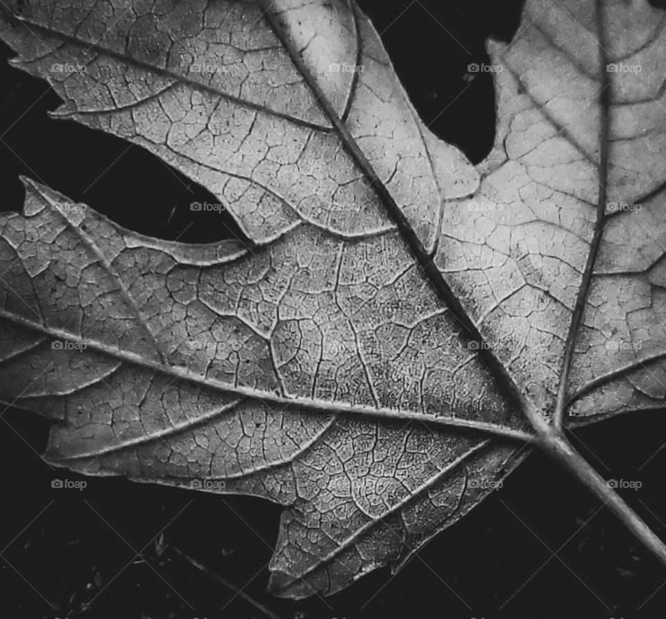 Monochrome photograph of the underside of a leaf.