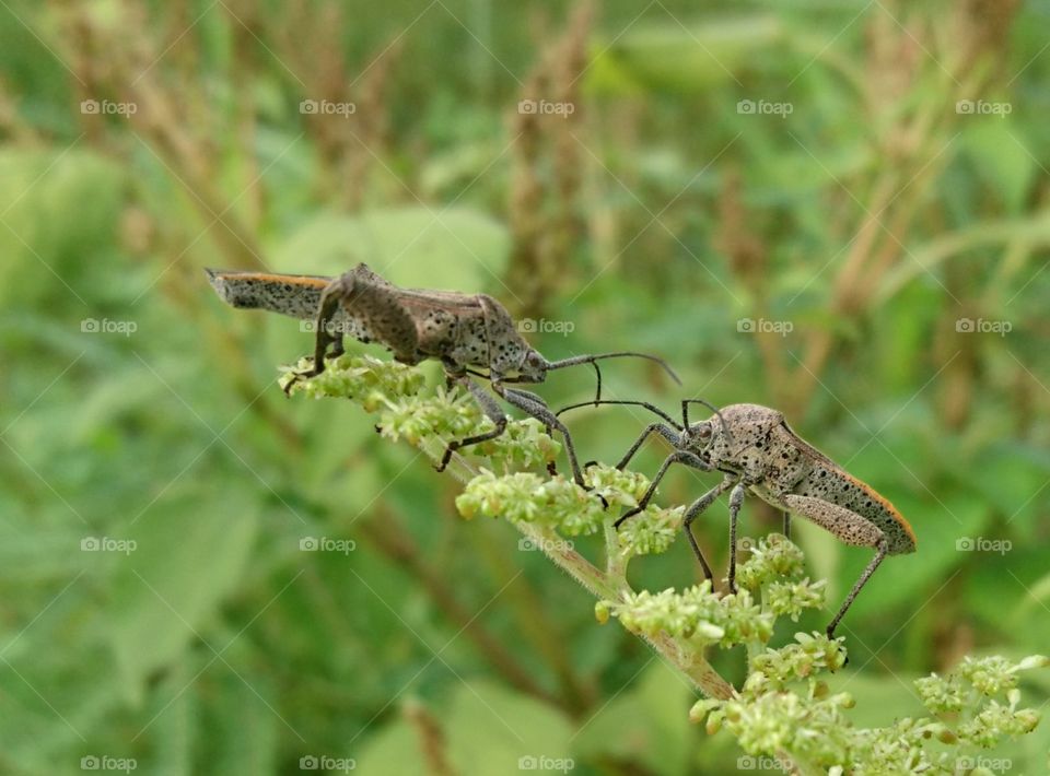 a pair of grasshoppers
