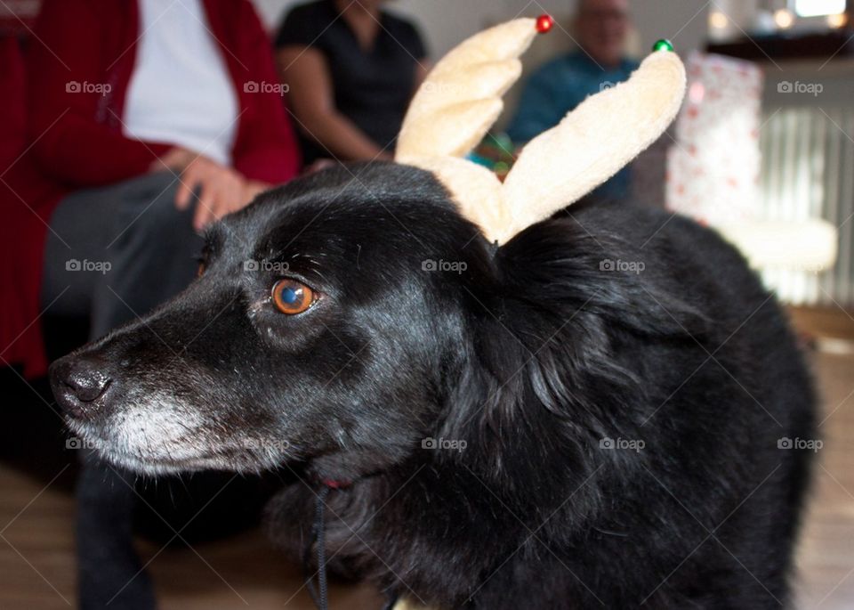 Reindeer girl 