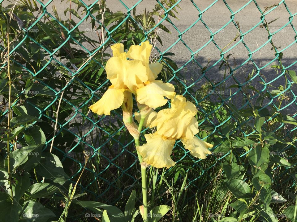 Yellow flower 6/1/16