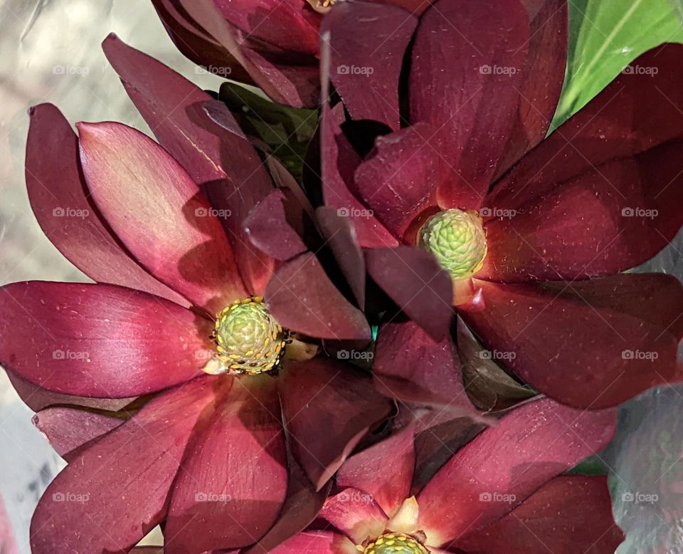 Magenta colored Cone Bushes