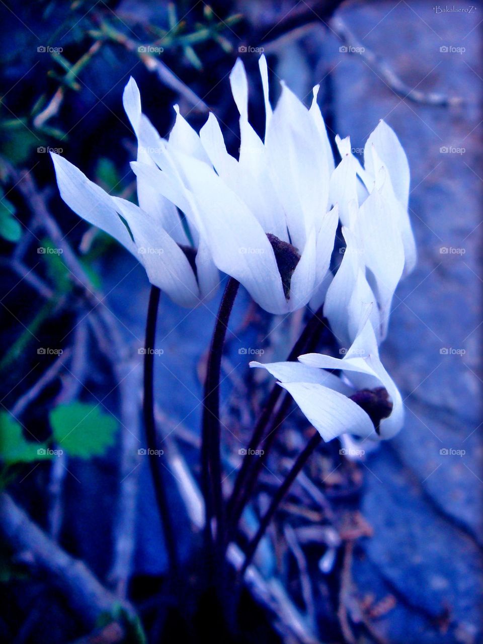 Flower blossoming close up shooting amazing nature scape background summer feeling aromatherapy