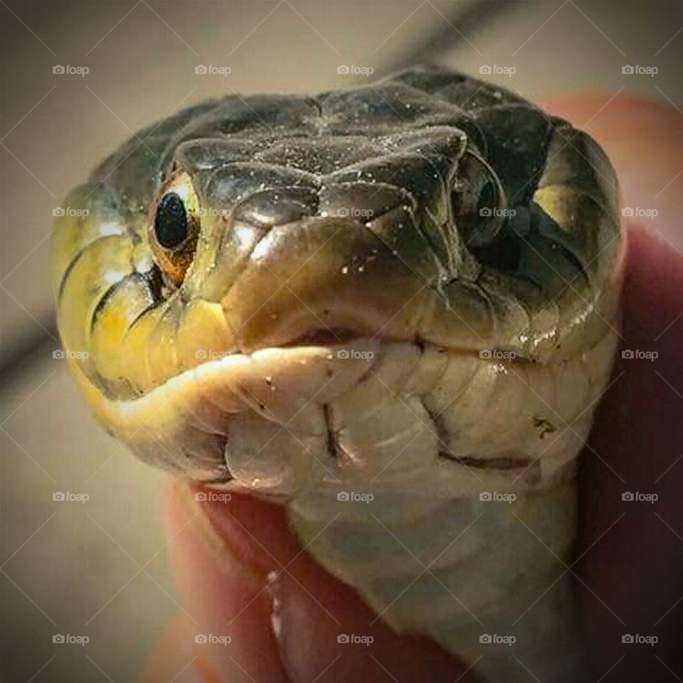Close Snake Face